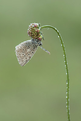 BUITEN BEELD Foto: 310308