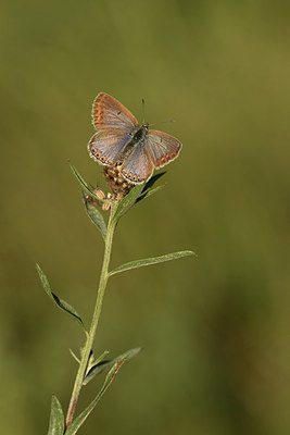 BUITEN BEELD Foto: 310313