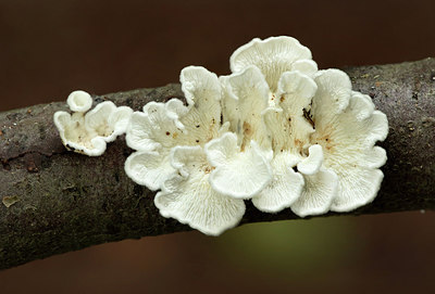 BUITEN BEELD Foto: 310315
