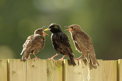 BUITEN BEELD Foto: 310329