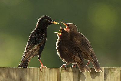 BUITEN BEELD Foto: 310334