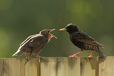 BUITEN BEELD Foto: 310336