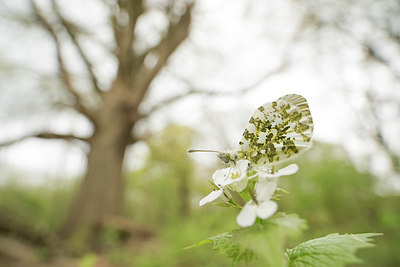 BUITEN BEELD Foto: 310371