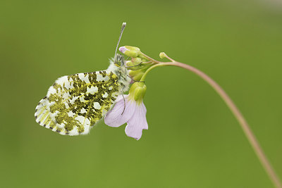BUITEN BEELD Foto: 310372