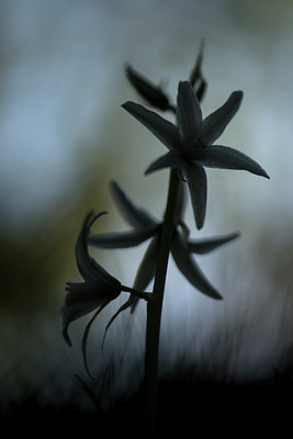 BUITEN BEELD Foto: 310379