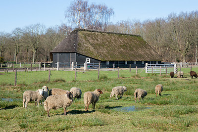 BUITEN BEELD Foto: 310384