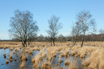 BUITEN BEELD Foto: 310389