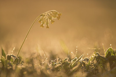 BUITEN BEELD Foto: 310400