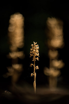 BUITEN BEELD Foto: 310411