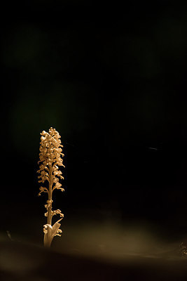 BUITEN BEELD Foto: 310412