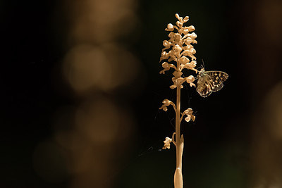 BUITEN BEELD Foto: 310417