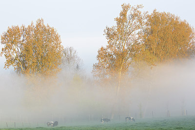 BUITEN BEELD Foto: 310455