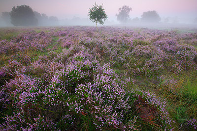 BUITEN BEELD Foto: 310478