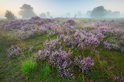 BUITEN BEELD Foto: 310479