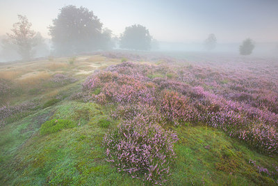 BUITEN BEELD Foto: 310480