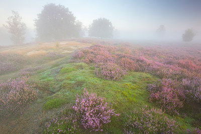 BUITEN BEELD Foto: 310482