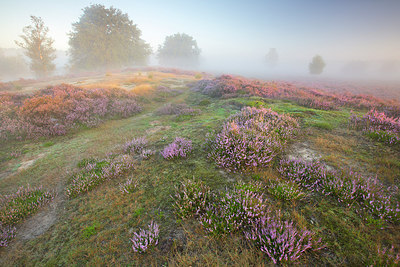 BUITEN BEELD Foto: 310483