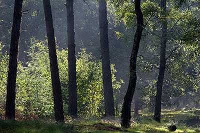 BUITEN BEELD Foto: 310489