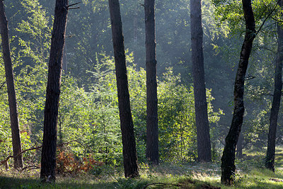 BUITEN BEELD Foto: 310490