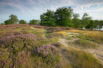 BUITEN BEELD Foto: 310495