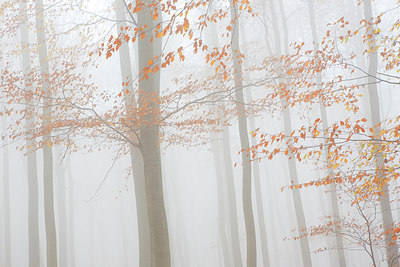 BUITEN BEELD Foto: 310565