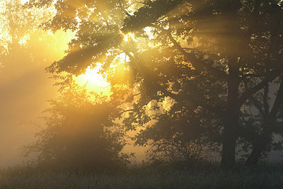 BUITEN BEELD Foto: 310574
