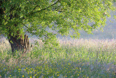 BUITEN BEELD Foto: 310579