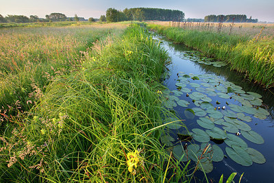 BUITEN BEELD Foto: 310582