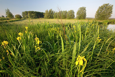 BUITEN BEELD Foto: 310583