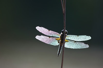 BUITEN BEELD Foto: 310642