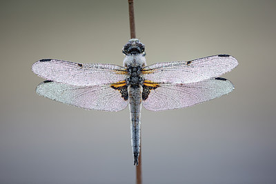 BUITEN BEELD Foto: 310655