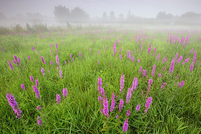 BUITEN BEELD Foto: 310658