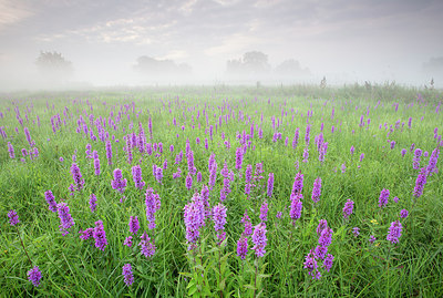 BUITEN BEELD Foto: 310661