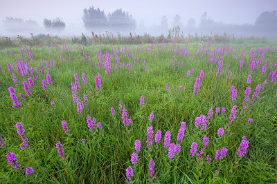 BUITEN BEELD Foto: 310662