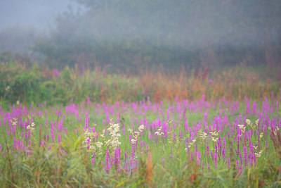 BUITEN BEELD Foto: 310670