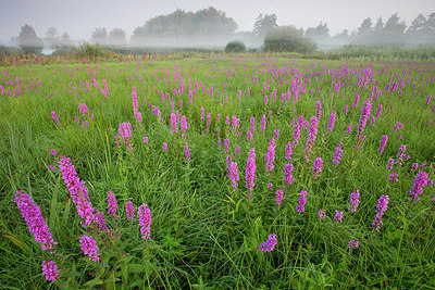 BUITEN BEELD Foto: 310672