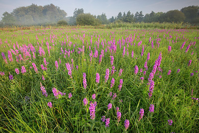 BUITEN BEELD Foto: 310676