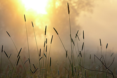 BUITEN BEELD Foto: 310684