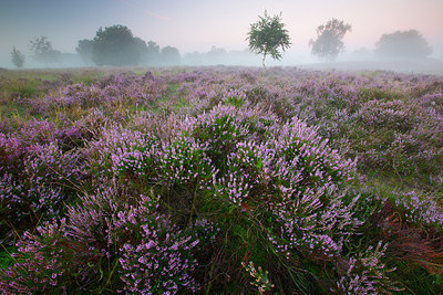 BUITEN BEELD Foto: 310738