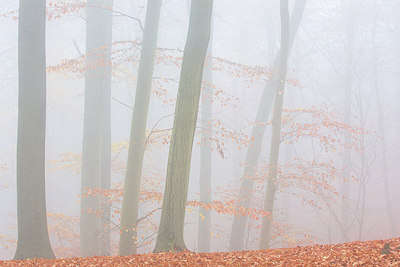 BUITEN BEELD Foto: 310752