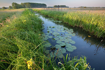 BUITEN BEELD Foto: 310756