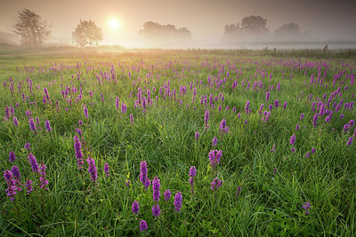 BUITEN BEELD Foto: 310762