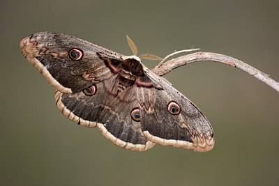 BUITEN BEELD Foto: 310770