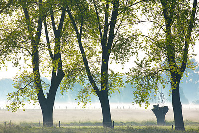 BUITEN BEELD Foto: 310773
