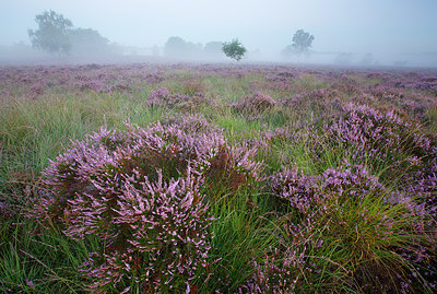 BUITEN BEELD Foto: 310787