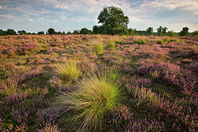BUITEN BEELD Foto: 310788