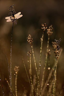 BUITEN BEELD Foto: 310843