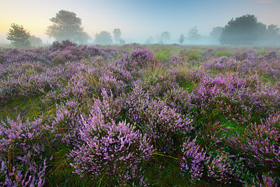 BUITEN BEELD Foto: 310857