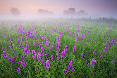 BUITEN BEELD Foto: 310877