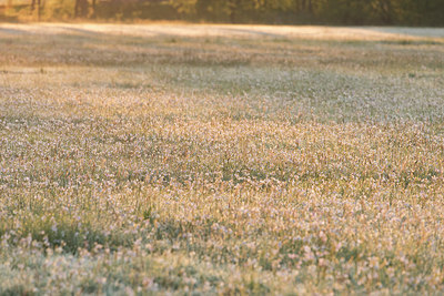 BUITEN BEELD Foto: 310883